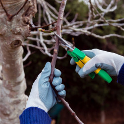 Jarn� orez�vanie a strihanie stromov:  Kompletn� sprievodca pre za��naj�cich z�hradk�rov